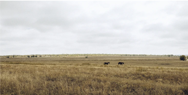 Степь Оренбуржья